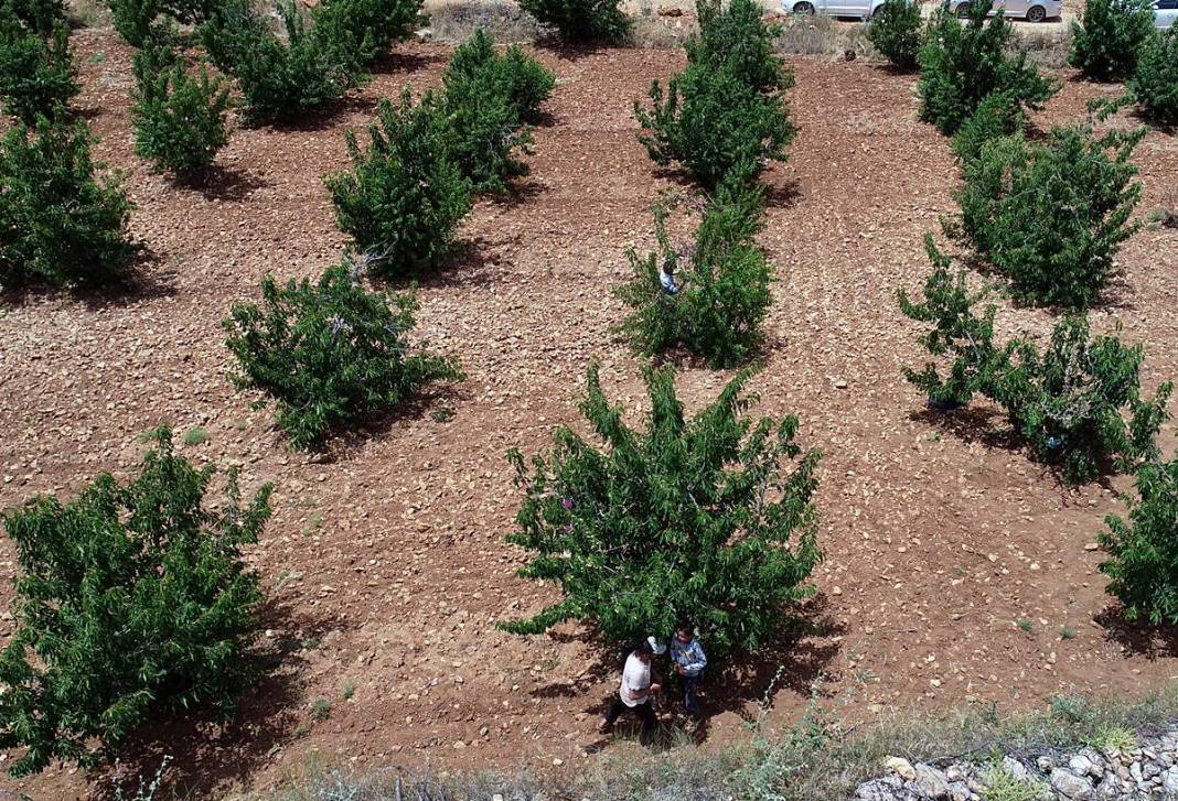 Güneydoğu'dan dünyaya: Napolyon kirazının inanılmaz yolculuğu! Sadece bir meyve değil; bu kirazlar umudun simgesi 9